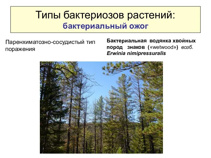 Типы бактериозов растений: бактериальный ожог Паренхиматозно-сосудистый тип поражения Бактериальная водянка