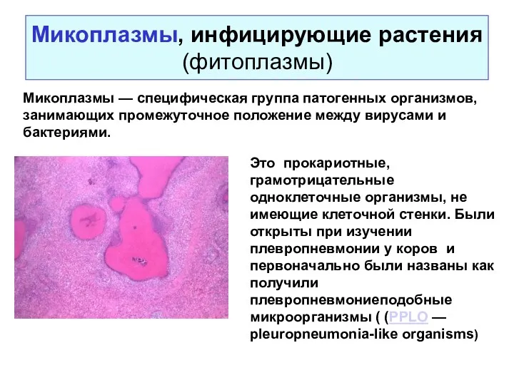 Микоплазмы, инфицирующие растения (фитоплазмы) Это прокариотные, грамотрицательные одноклеточные организмы, не