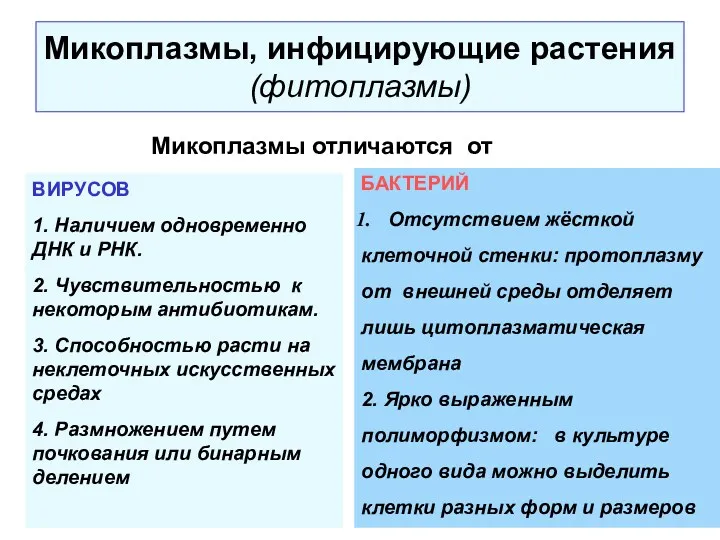 Микоплазмы, инфицирующие растения (фитоплазмы) Микоплазмы отличаются от ВИРУСОВ 1. Наличием