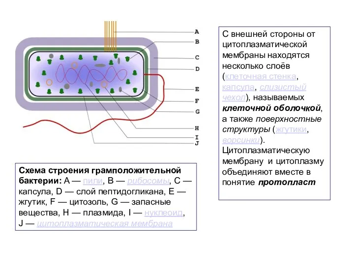 Схема строения грамположительной бактерии: A — пили, B — рибосомы,