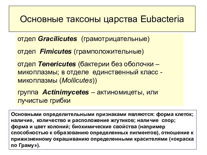 Основные таксоны царства Еubacteria отдел Gracilicutes (грамотрицательные) отдел Fimicutes (грамположительные)
