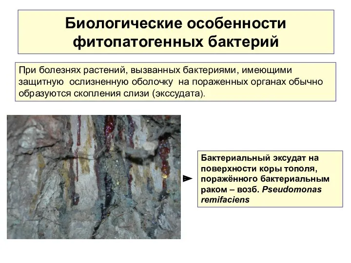 Биологические особенности фитопатогенных бактерий Бактериальный эксудат на поверхности коры тополя,