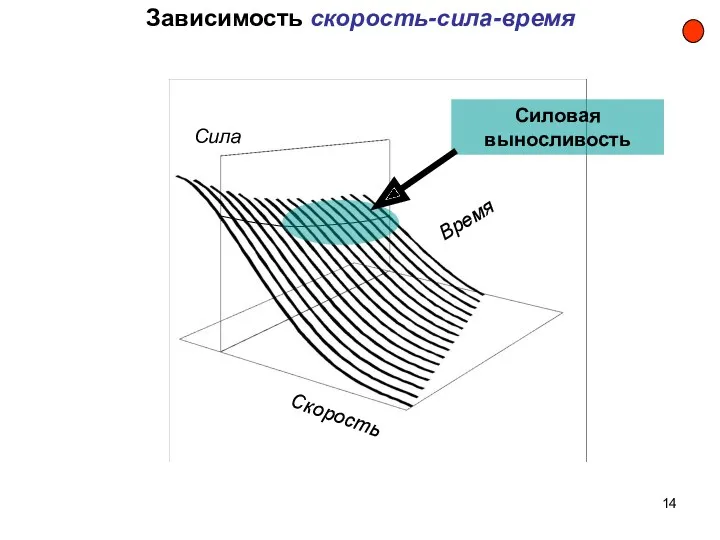 Зависимость скорость-сила-время