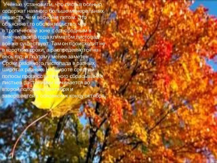 Учёные установили, что листья осенью содержат намного больше минеральных веществ,