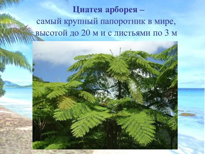 Циатея арборея – самый крупный папоротник в мире, высотой до