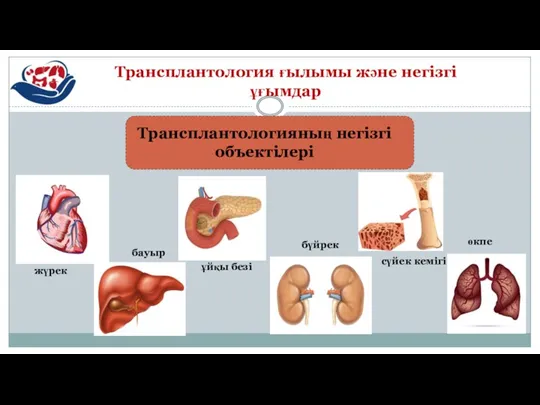 Трансплантология ғылымы және негізгі ұғымдар Трансплантологияның негізгі объектілері жүрек бауыр бүйрек сүйек кемігі ұйқы безі өкпе