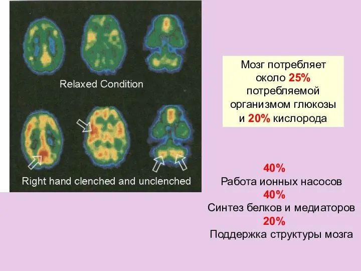 Мозг потребляет около 25% потребляемой организмом глюкозы и 20% кислорода