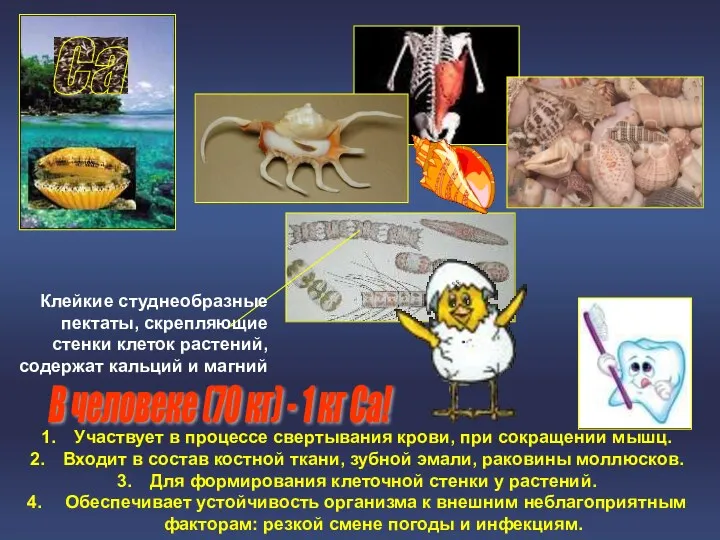 Са Участвует в процессе свертывания крови, при сокращении мышц. Входит