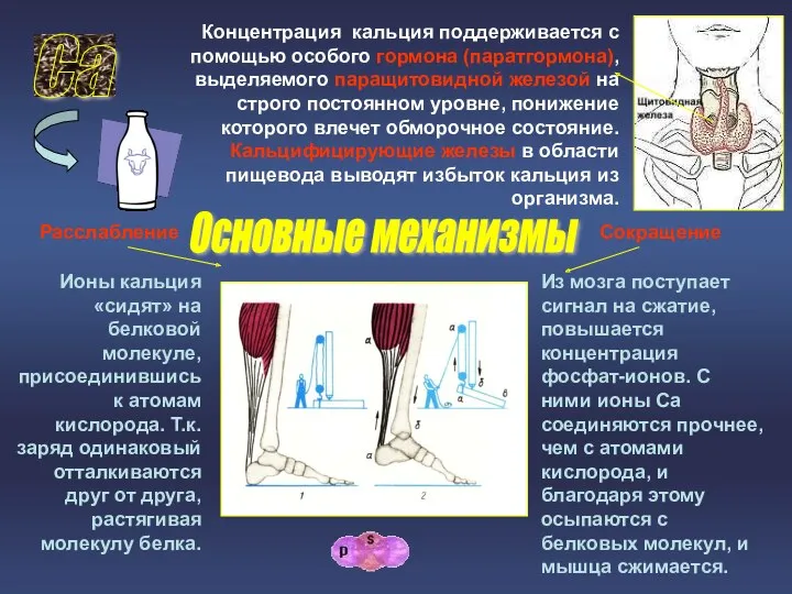 Са Концентрация кальция поддерживается с помощью особого гормона (паратгормона), выделяемого