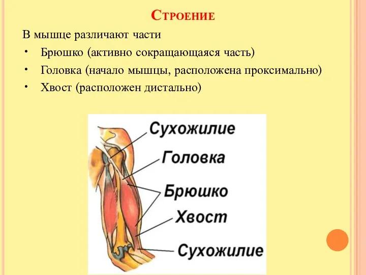 Строение В мышце различают части • Брюшко (активно сокращающаяся часть)