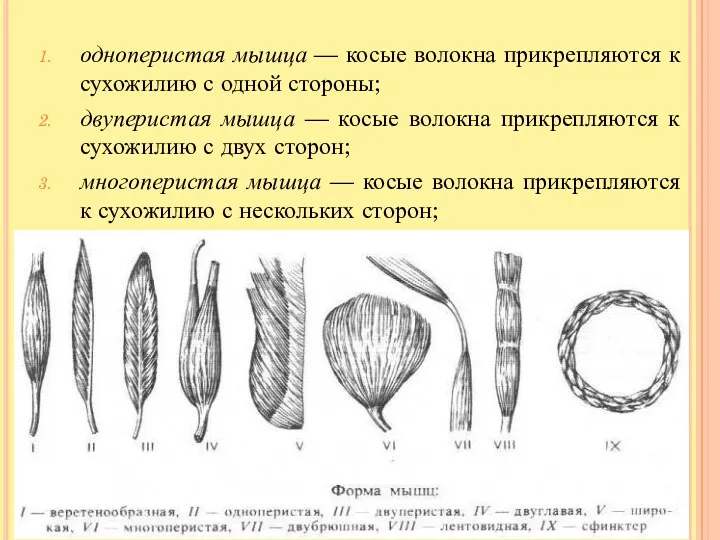 одноперистая мышца — косые волокна прикрепляются к сухожилию с одной