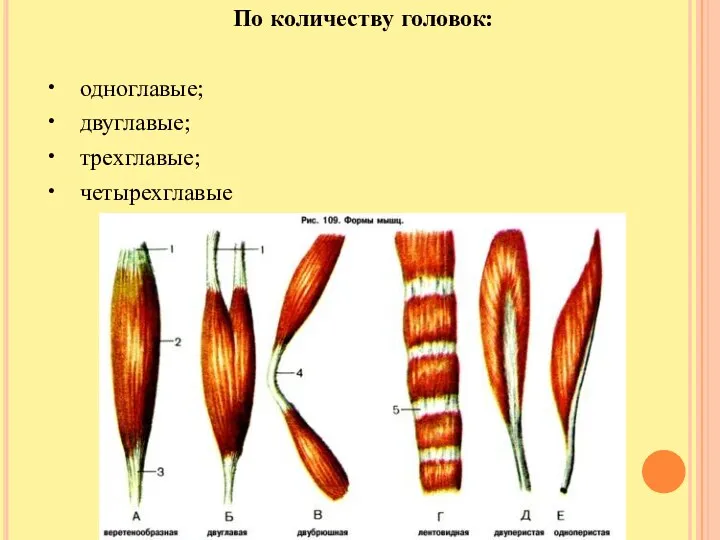 По количеству головок: • одноглавые; • двуглавые; • трехглавые; • четырехглавые