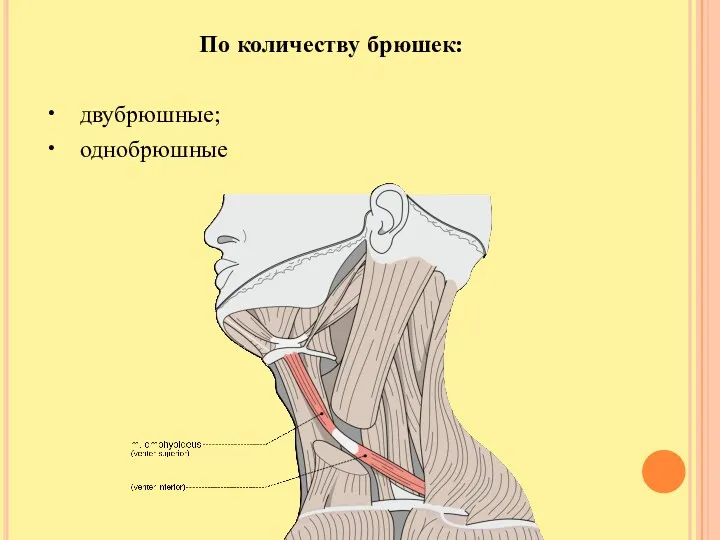 По количеству брюшек: • двубрюшные; • однобрюшные