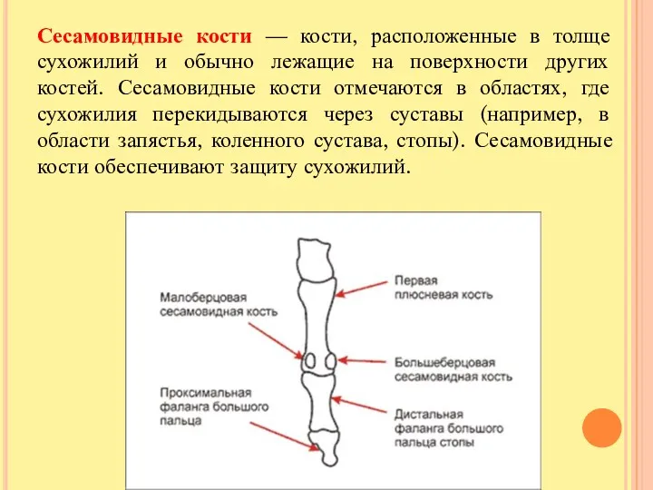 Сесамовидные кости — кости, расположенные в толще сухожилий и обычно