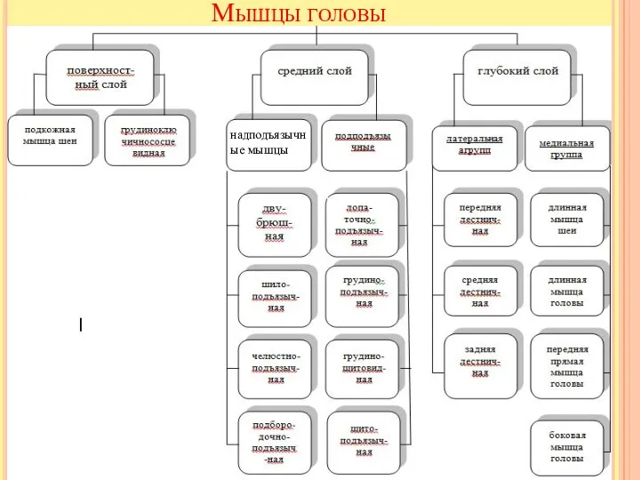 надподъязычные мышцы Мышцы головы