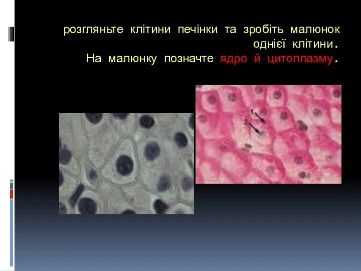 розгляньте клітини печінки та зробіть малюнок однієї клітини. На малюнку позначте ядро й цитоплазму.