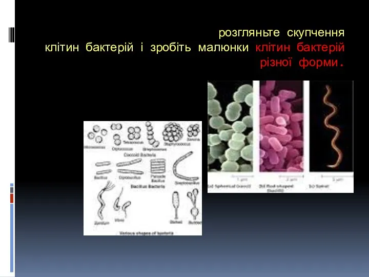 розгляньте скупчення клітин бактерій і зробіть малюнки клітин бактерій різної форми.