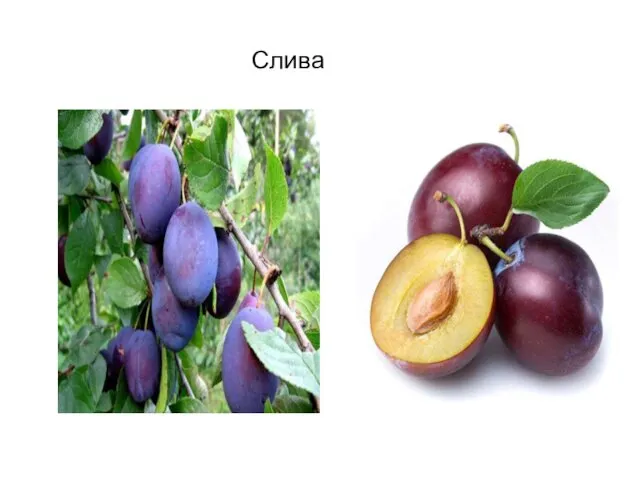 Слива