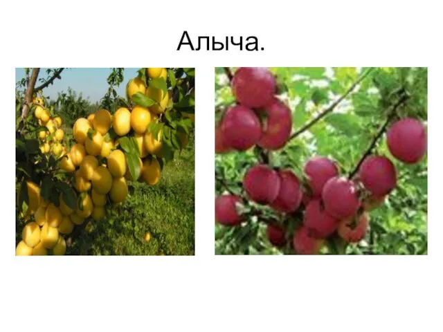 Алыча.