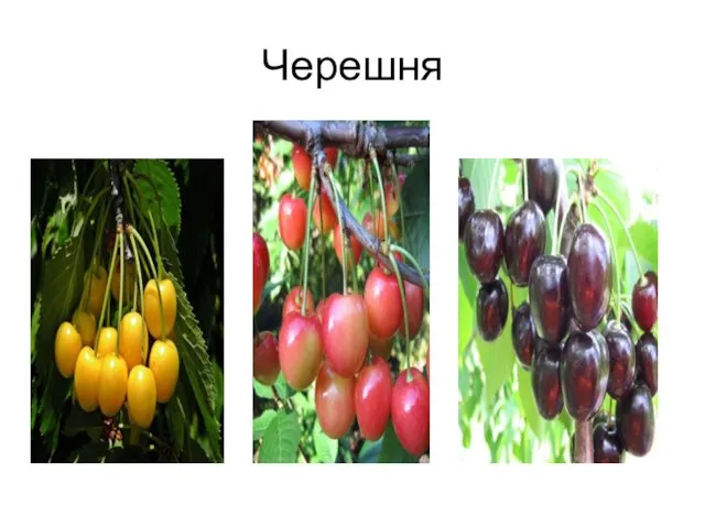 Черешня