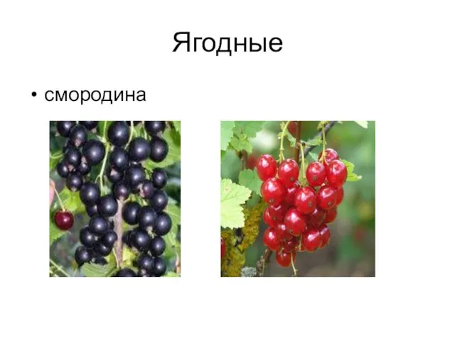 Ягодные смородина