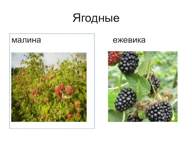 Ягодные малина ежевика