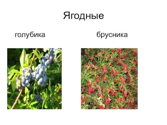 Ягодные голубика брусника