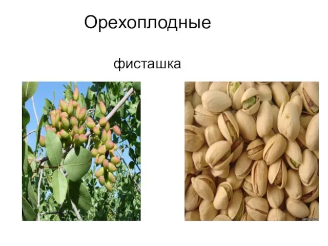 Орехоплодные фисташка