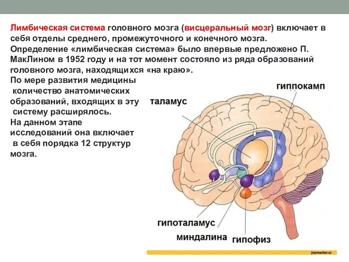 Лимбическая система головного мозга (висцеральный мозг) включает в себя отделы среднего, промежуточного и