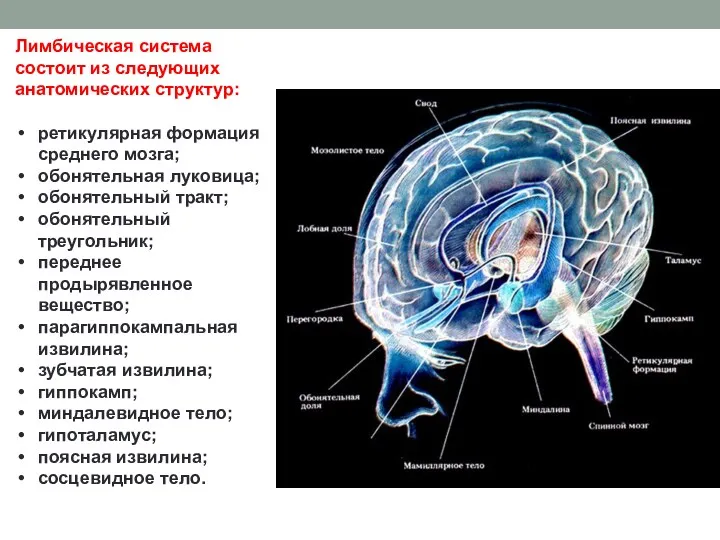 Лимбическая система состоит из следующих анатомических структур: ретикулярная формация среднего мозга; обонятельная луковица;
