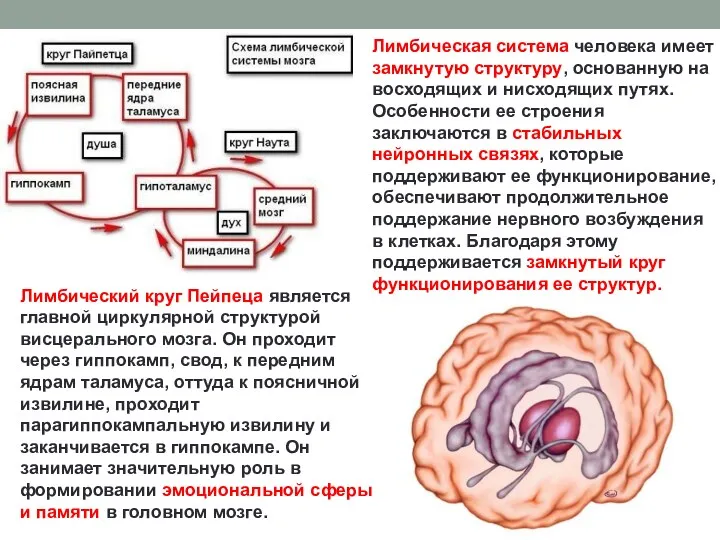 Лимбический круг Пейпеца является главной циркулярной структурой висцерального мозга. Он проходит через гиппокамп,