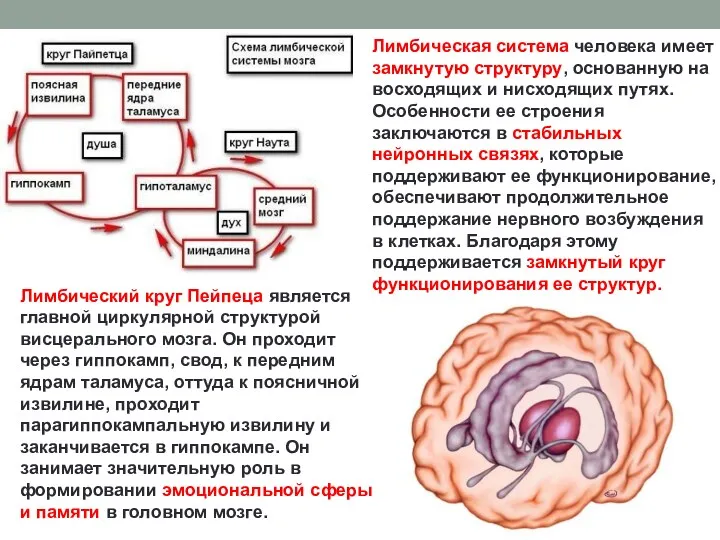 Лимбический круг Пейпеца является главной циркулярной структурой висцерального мозга. Он