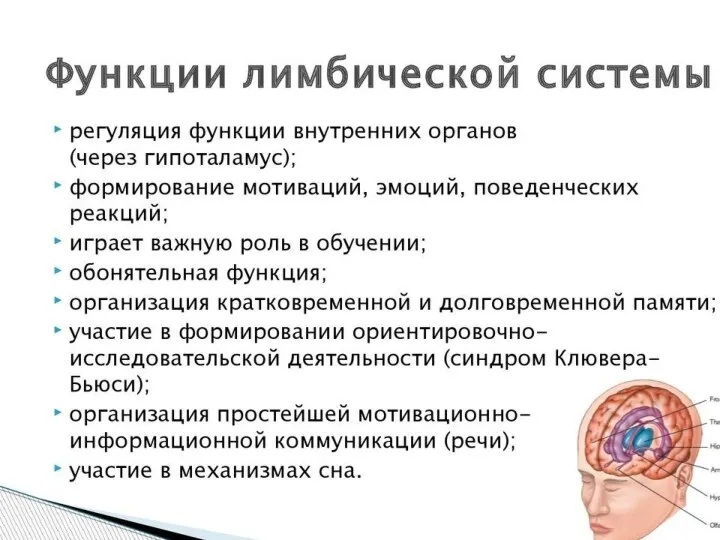 Лимбическая система отвечает за следующие функции: Обонятельную. Коммуникативную. Кратковременную и