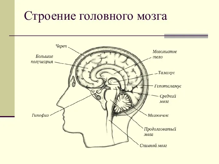 Строение головного мозга