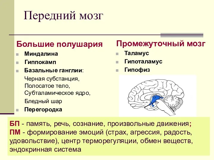 Передний мозг Большие полушария Миндалина Гиппокамп Базальные ганглии: Черная субстанция,