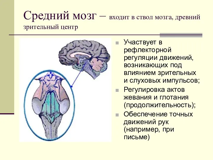 Средний мозг – входит в ствол мозга, древний зрительный центр