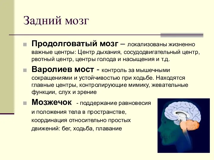 Задний мозг Продолговатый мозг – локализованы жизненно важные центры: Центр