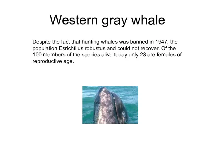 Western gray whale Despite the fact that hunting whales was