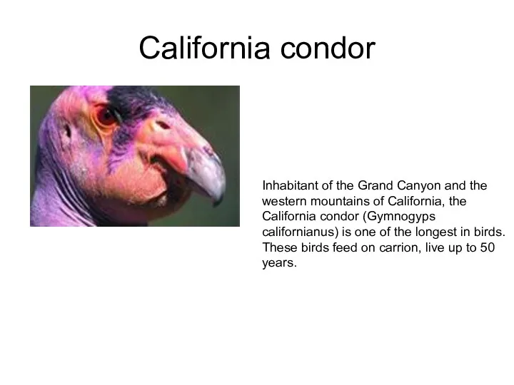 California condor Inhabitant of the Grand Canyon and the western
