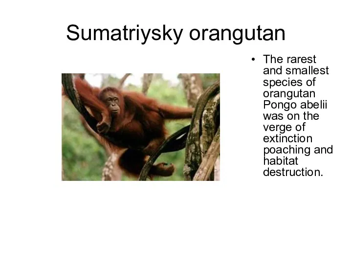 Sumatriysky orangutan The rarest and smallest species of orangutan Pongo