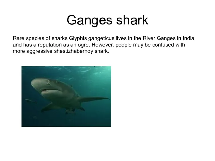 Ganges shark Rare species of sharks Glyphis gangeticus lives in