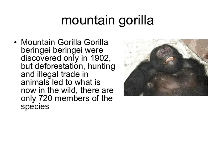 mountain gorilla Mountain Gorilla Gorilla beringei beringei were discovered only