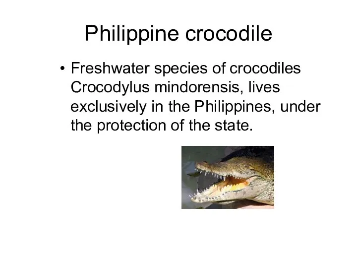 Philippine crocodile Freshwater species of crocodiles Crocodylus mindorensis, lives exclusively