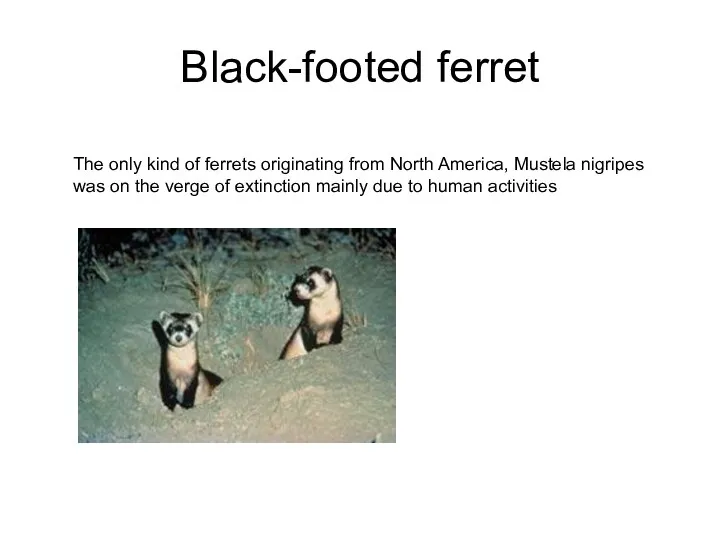 Black-footed ferret The only kind of ferrets originating from North