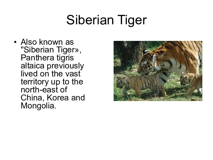 Siberian Tiger Also known as "Siberian Tiger», Panthera tigris altaica