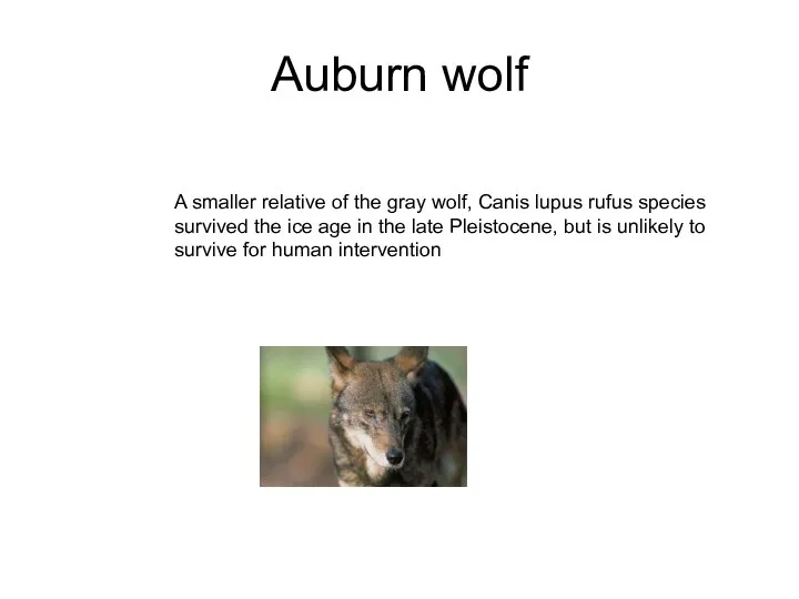 Auburn wolf A smaller relative of the gray wolf, Canis