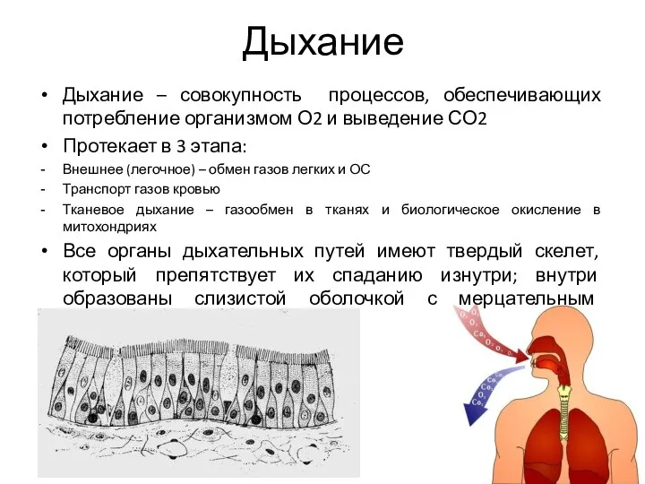 Дыхание Дыхание – совокупность процессов, обеспечивающих потребление организмом О2 и