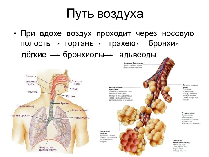 Путь воздуха При вдохе воздух проходит через носовую полость гортань трахею бронхи лёгкие бронхиолы альвеолы