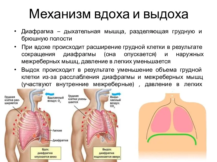 Механизм вдоха и выдоха Диафрагма – дыхательная мышца, разделяющая грудную