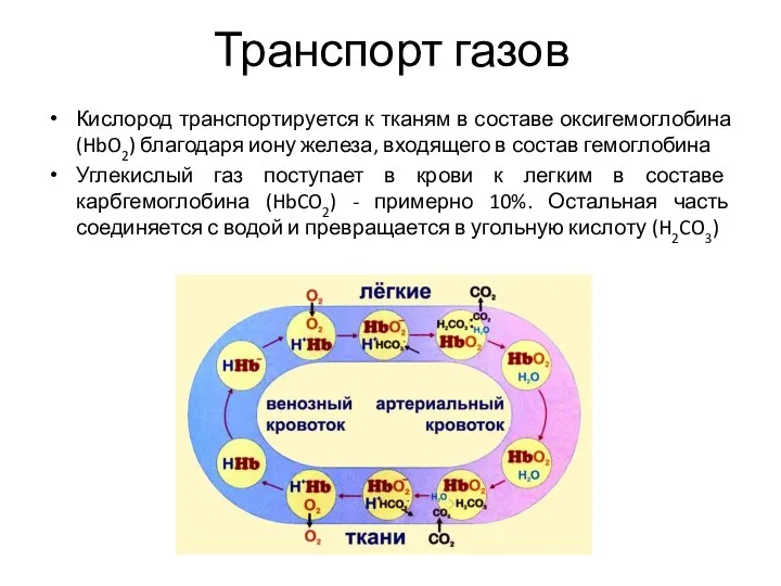 Транспорт газов Кислород транспортируется к тканям в составе оксигемоглобина (HbO2)